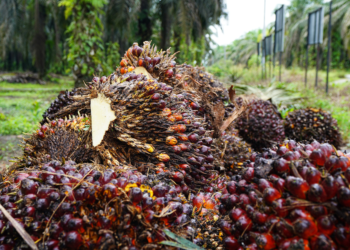 IPB University Kembangkan Teknologi AI dan Satelit untuk Deteksi Dini Nutrisi Kelapa Sawit