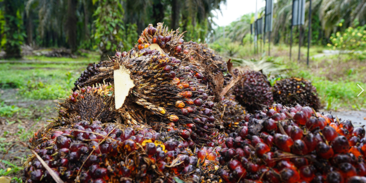 IPB University Kembangkan Teknologi AI dan Satelit untuk Deteksi Dini Nutrisi Kelapa Sawit